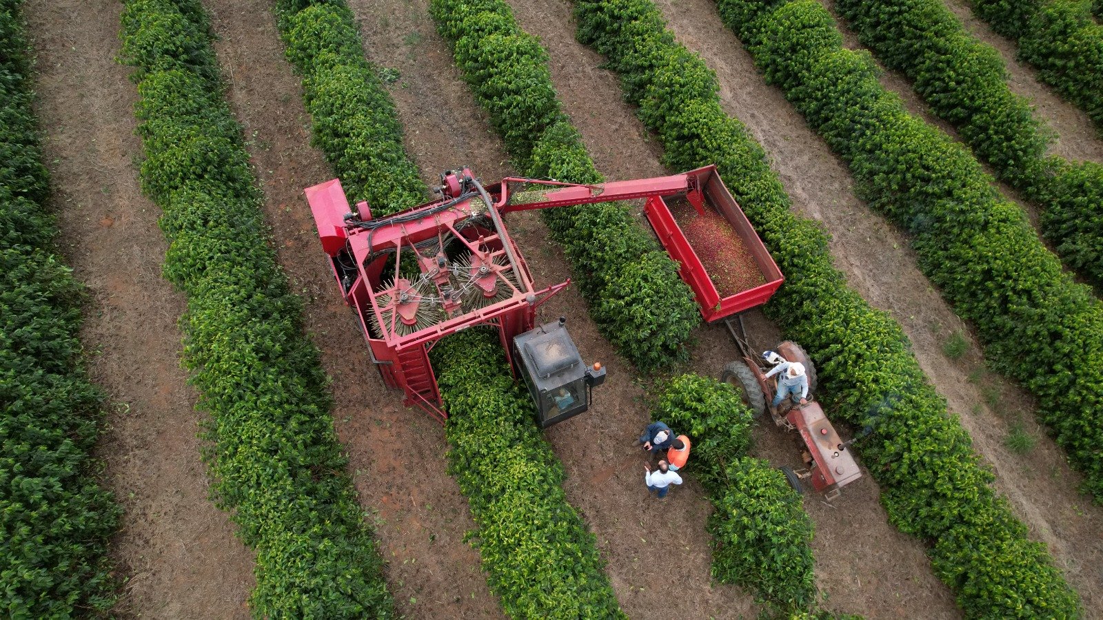 A colheita da maior cooperativa de café do mundo será diferente em 2025 — e a Yara é parte disso