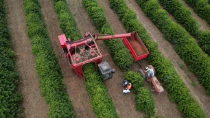 Imagem referente à matéria: A colheita da maior cooperativa de café do mundo será diferente em 2025 — e a Yara é parte disso