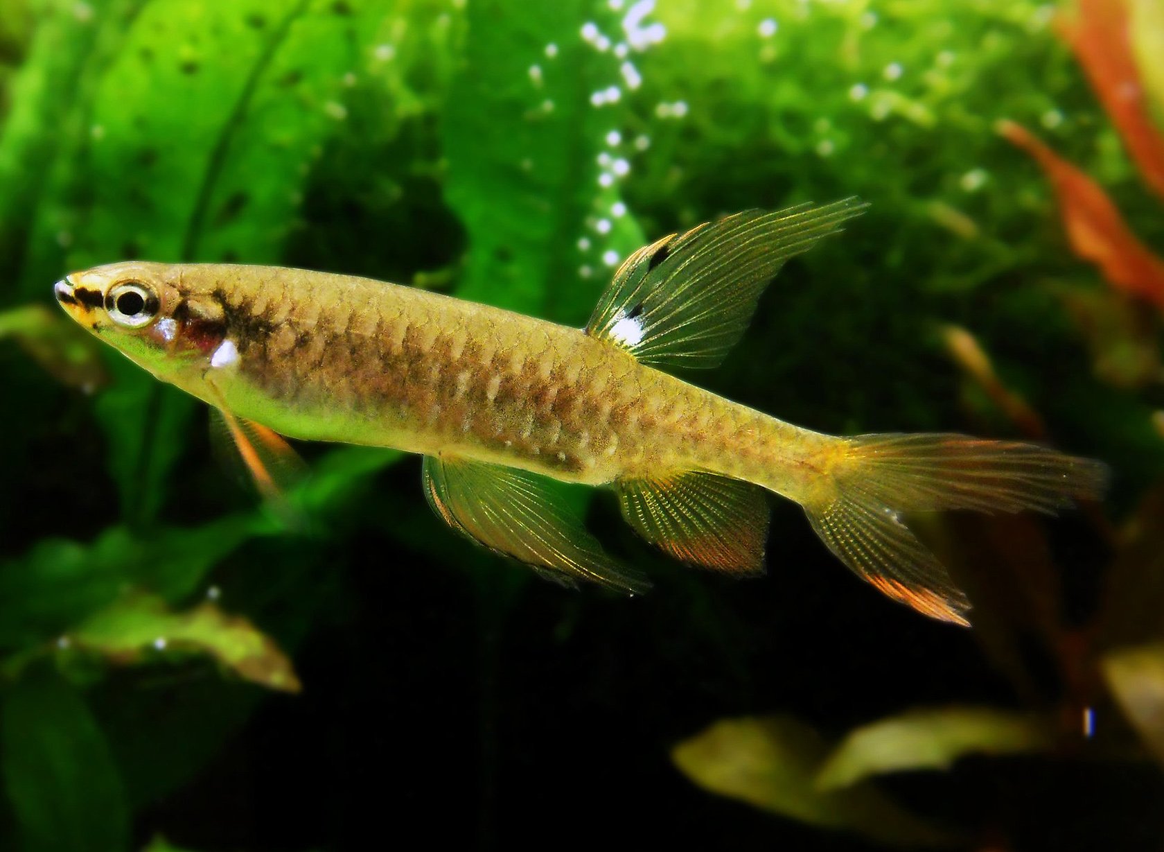 Como esse peixe brasileiro raro bota ovos fora da água
