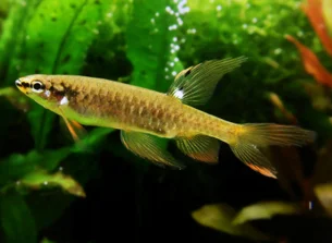 Como esse peixe brasileiro raro bota ovos fora da água