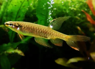 Imagem referente à matéria: Como esse peixe brasileiro raro bota ovos fora da água