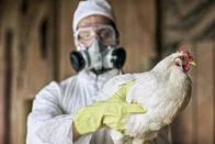 Imagem referente à notícia: Brasil prevê recuperação nas exportações de carne de frango após bloqueios por gripe aviária