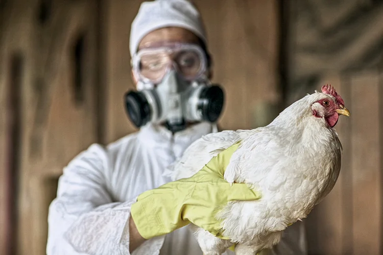 Carne de frango: volume embarcado cresceu 4,8% de janeiro a maio (Peter Garrard Beck/Getty Images)