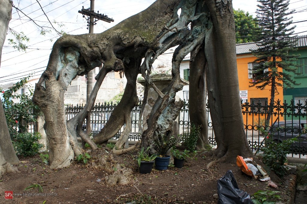 A árvore mais antiga de São Paulo, com mais de 200 anos