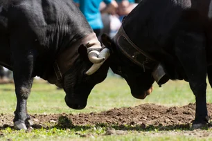 Imagem referente à matéria: Minerva (BEEF3) entra com recurso no Cade contra fusão entre BRF e Marfrig