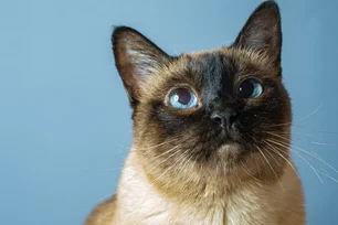 Imagem referente à matéria: A história de Chester, o gato siamês que 'assinou' artigo científico há meio século