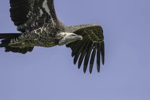 Imagem referente à matéria: O pássaro que voa mais alto do que qualquer outro — e que supera até aviões comerciais
