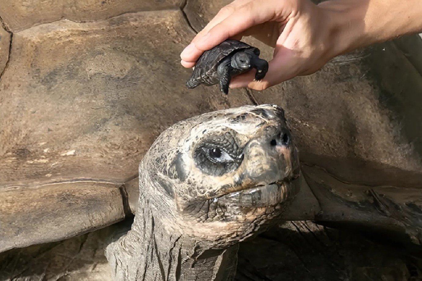 Aos 135 anos, tartaruga Golias se torna pai pela primeira vez