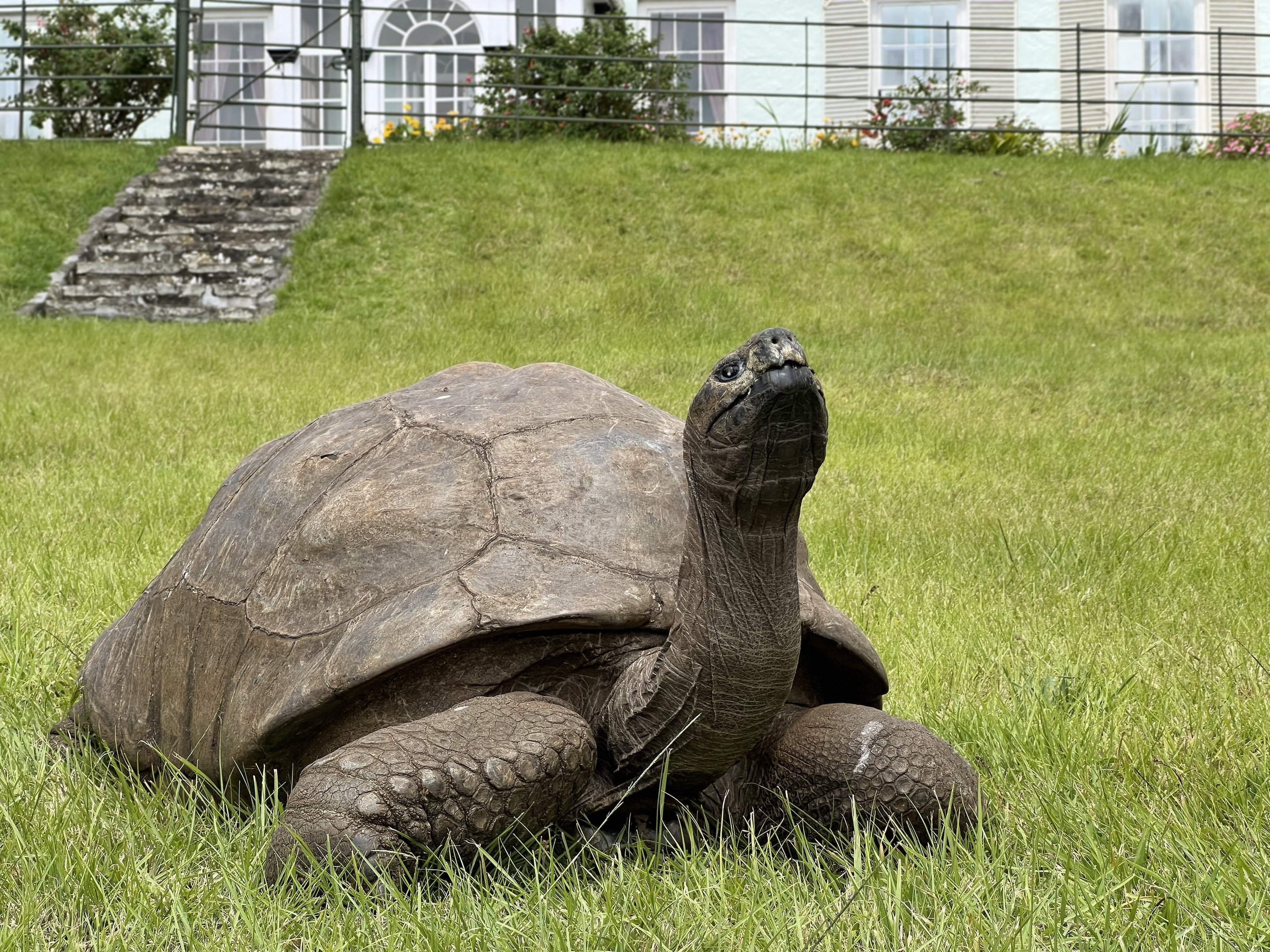 Animal mais velho do mundo tem 193 anos — e já viveu duas guerras, 14 papas e a invenção da lâmpada