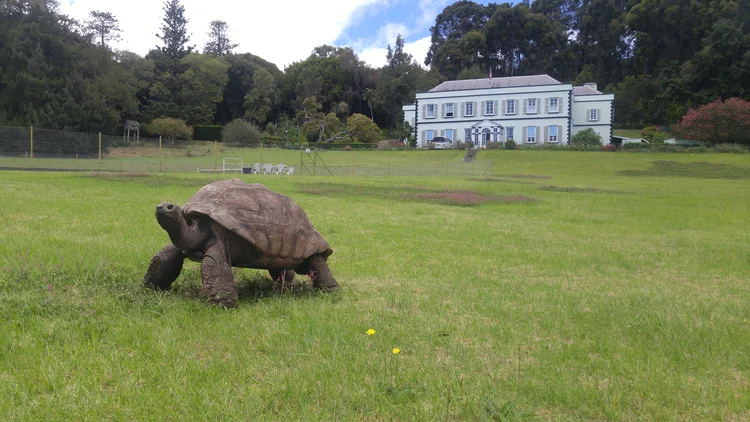 Tartaruga Jonathan: animal mais velho do mundo viveu uma série de eventos históricos (Wikimedia Commons)