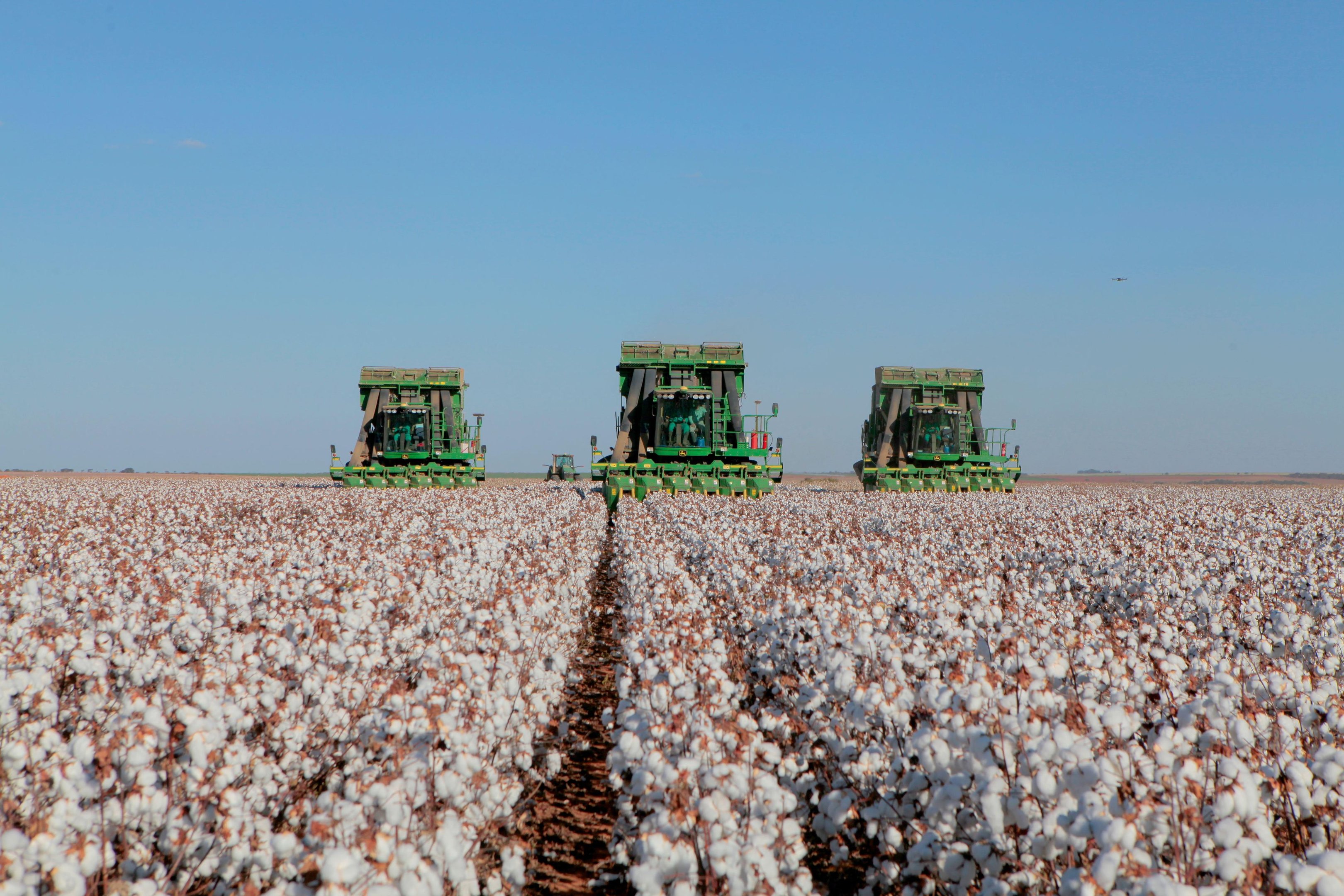 Do campo à SPFW: como o algodão quer reconquistar espaço e impulsionar um setor de R$ 33 bilhões