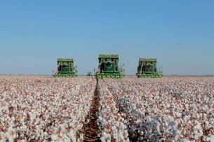Do campo a SPFW: como o algodão quer reconquistar espaço e impulsionar um setor de R$ 33 bilhões