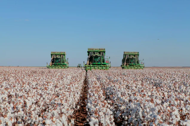 Imagem referente à notícia: Do campo à SPFW: como o algodão quer reconquistar espaço e impulsionar um setor de R$ 33 bilhões