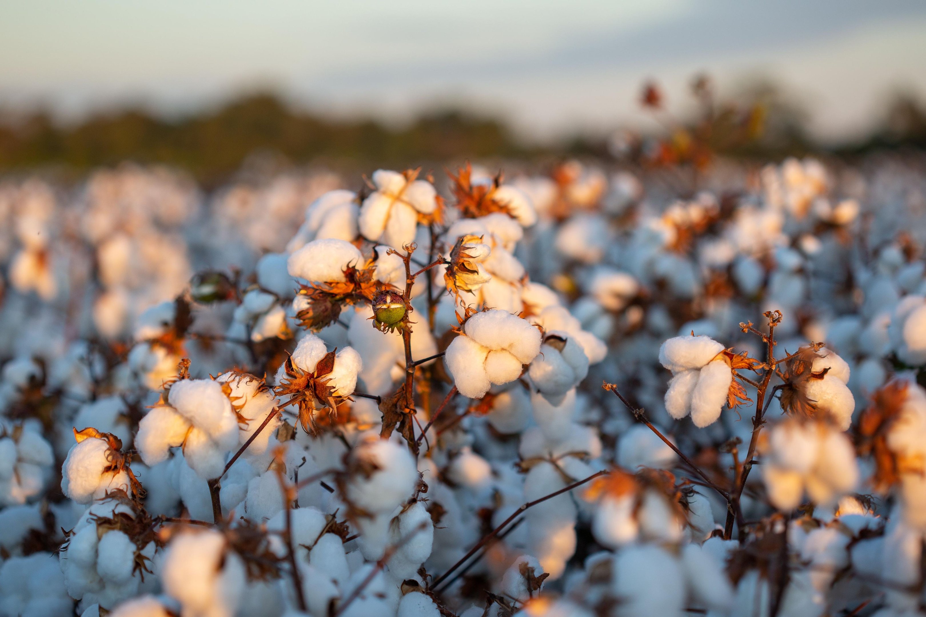 Brasil avança nas exportações de algodão com foco em sustentabilidade e moda