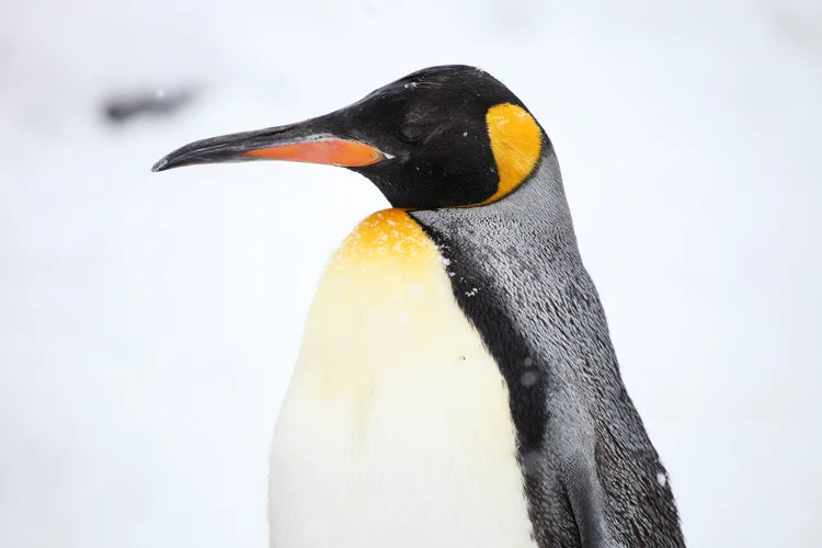 Pinguins: algumas colônias perderam todos os seus filhotes porque o gelo desabou (Wirestock/Freepik)