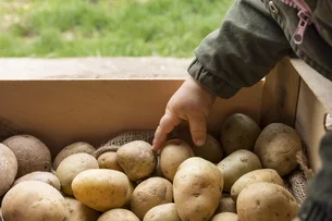 Preço da batata na Rússia dispara e afeta até vodca. A solução do governo: comprar produtos 'feios'