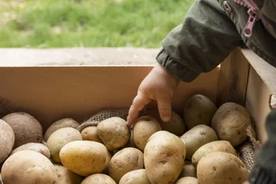 Imagem referente à matéria: Preço da batata na Rússia dispara e afeta até vodca. A solução do governo: comprar produtos 'feios'