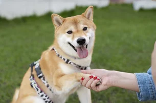No Japão, os pets superam as crianças e viram prioridade nas famílias
