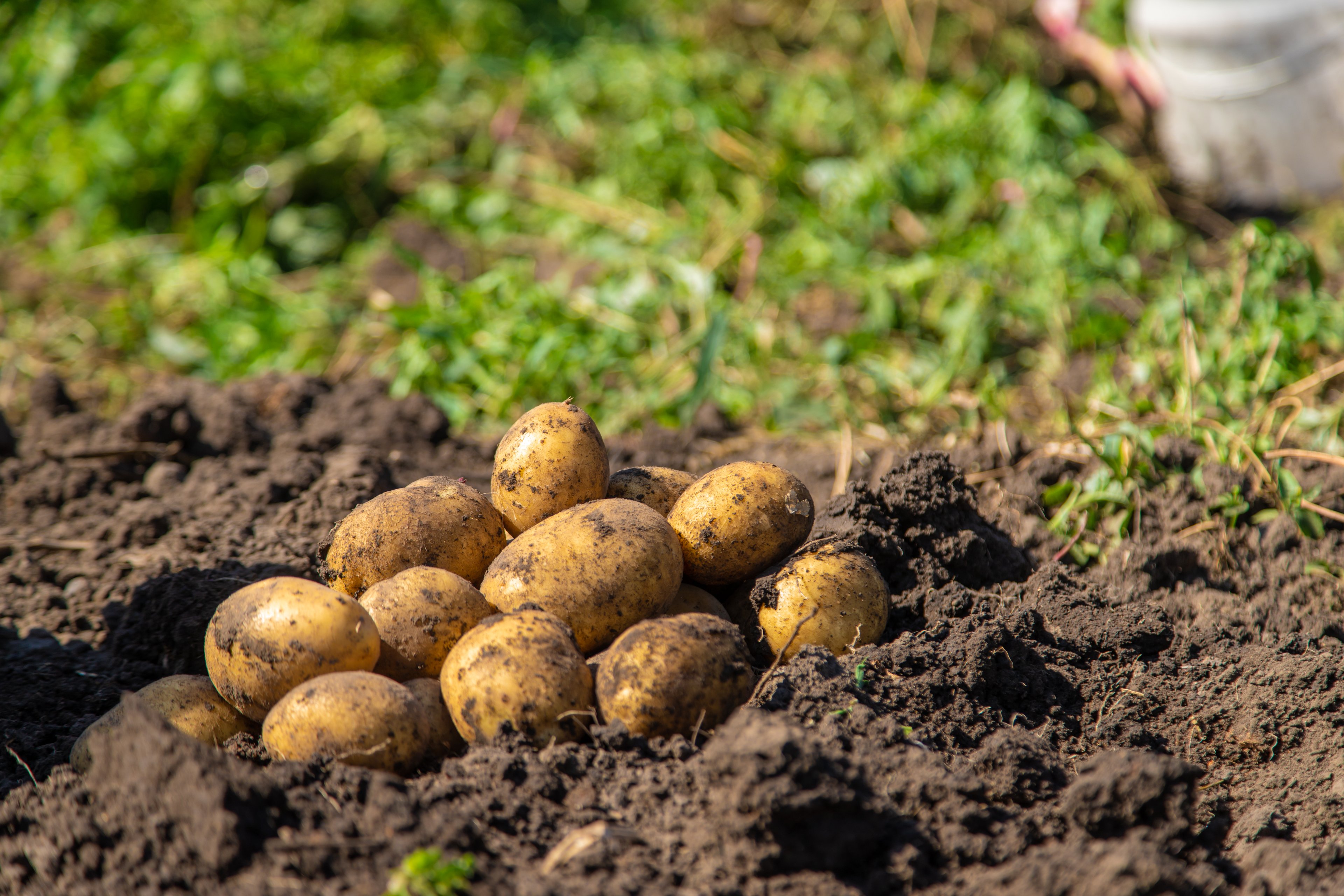 Preço da batata dispara na Rússia e afeta até a produção de vodca; saiba o por que