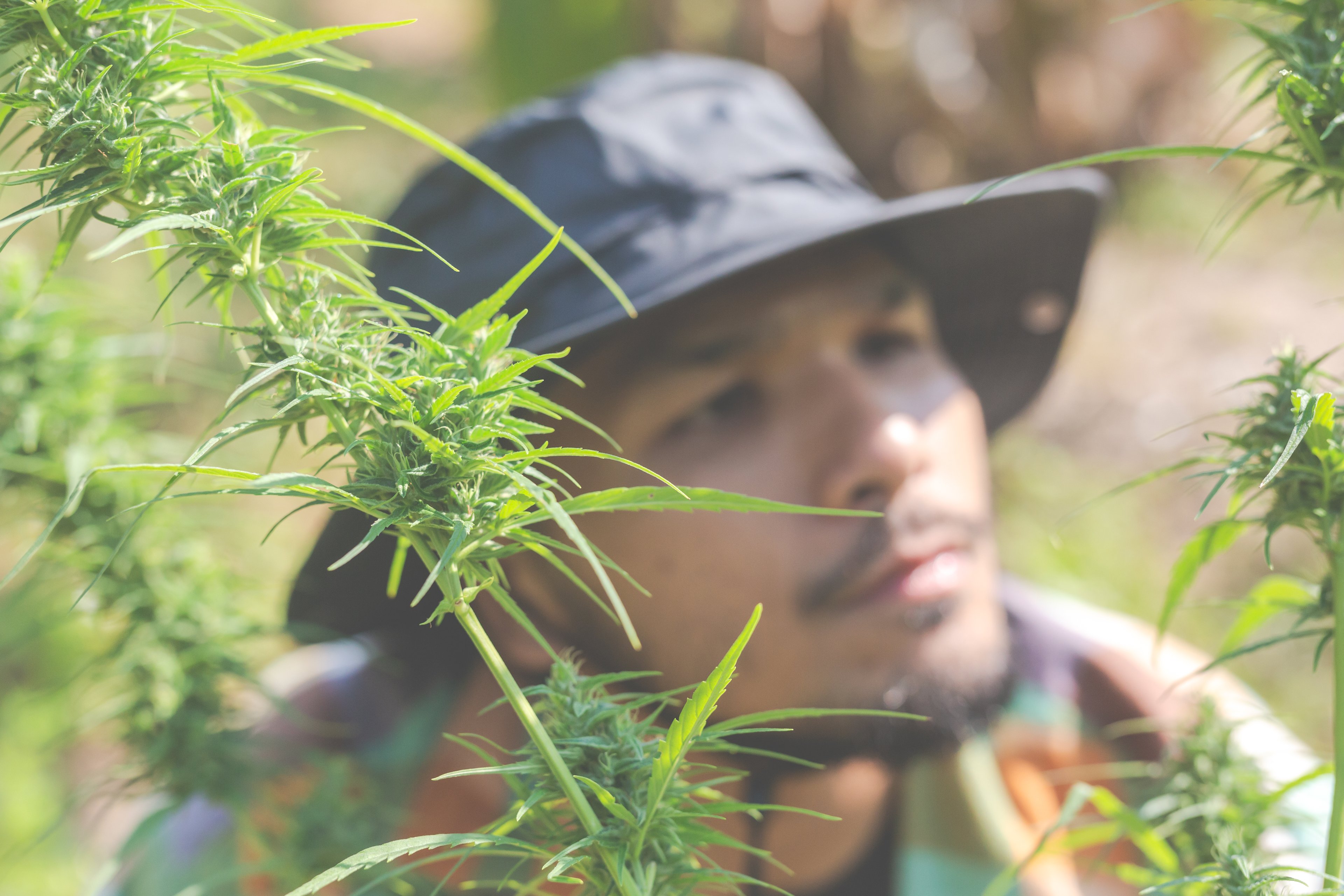 Quer trabalhar com cannabis? Esta plataforma recruta funcionários — e está crescendo rápido