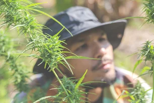 Imagem referente à matéria: Quer trabalhar com cannabis? Esta plataforma recruta funcionários — e está crescendo rápido