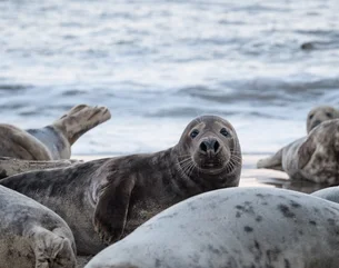 Aquecimento global ameaça focas na Antártica e população cai 54%, mostra estudo