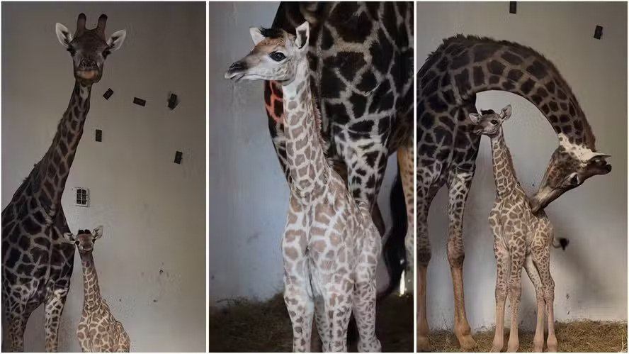 Público pode escolher nome de bebê-girafa, filhote de casal que vive há 17 anos no Zoo de SP