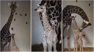 Público pode escolher nome de bebê-girafa, filhote de casal que vive há 17 anos no Zoo de SP