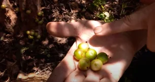 Fruta pouco conhecida do Brasil é uma das mais raras do mundo