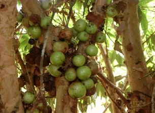 Fruta muito pouco conhecida do Brasil é uma das mais raras do mundo