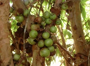 Imagem referente à matéria: Fruta muito pouco conhecida do Brasil é uma das mais raras do mundo