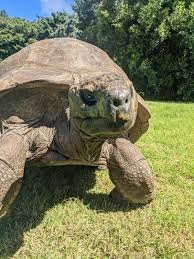 Tartaruga Jonathan