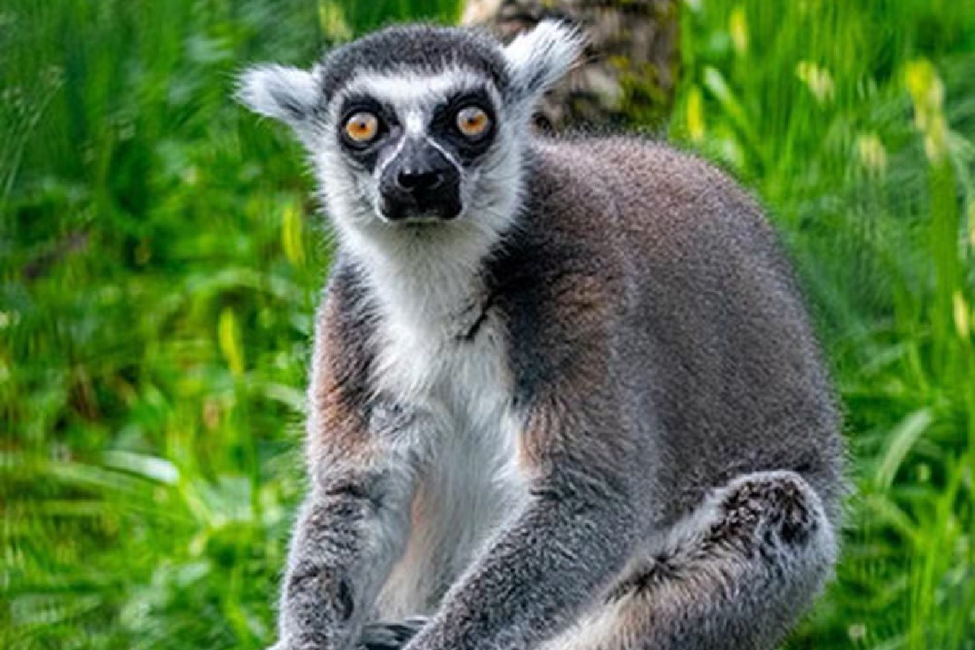 Aos 39 anos, Stumpy é o lêmure mais velho do mundo, com 25 netos, 6 bisnetos e até uma tataraneta