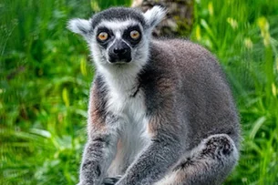 Aos 39 anos, Stumpy é o lêmure mais velho do mundo, com 25 netos, 6 bisnetos e até uma tataraneta