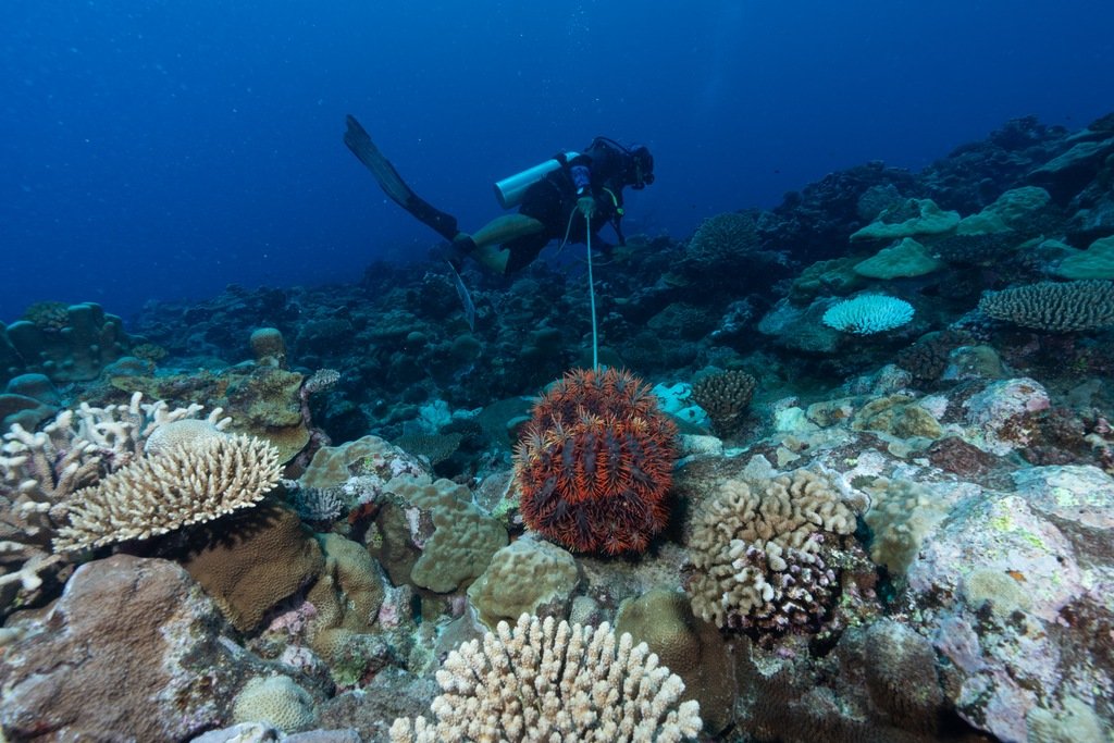 Rolex e National Geographic marcam a hora de proteger o maior ecossistema do planeta