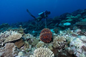 Rolex e National Geographic marcam a hora de proteger o maior ecossistema do planeta