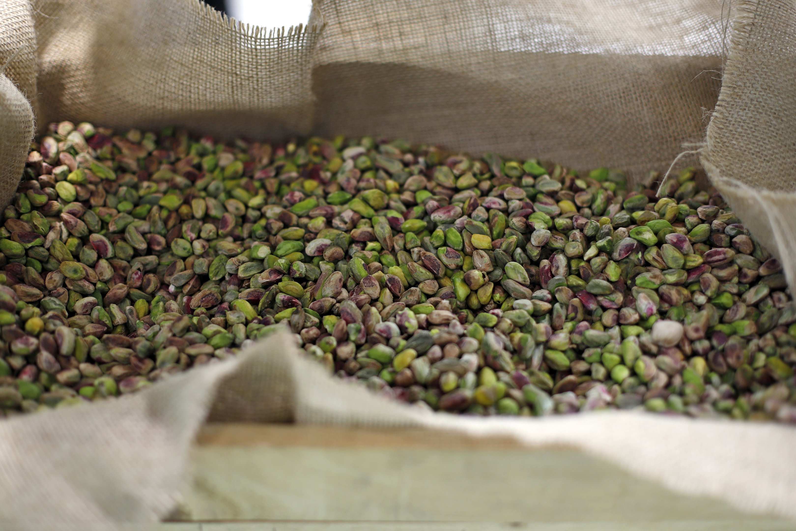 Produção de pistache no Irã bate recorde; setor gera US$ 1,5 bilhão por ano