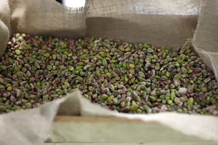 Produção de pistache no Irã bate recorde; setor gera US$ 1,5 bilhão por ano