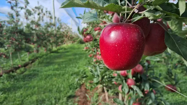 Pomar da Rasip Agro, em Vacaria, no Rio Grande do Sul  (Divulgação)