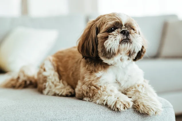 Imagem referente à notícia: Ração? Não mais. Esta startup do Rio vai fazer R$ 50 milhões com comida natural para pets