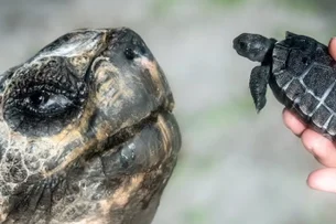 Aos 135 anos, tartaruga Golias se torna pai pela 1ª vez — animal pode entrar para o Guinness Book