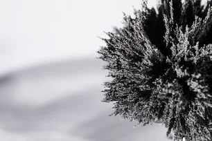 Imagem referente à matéria: Geada negra: fenômeno climático 'diferente' pode atingir o Paraná; entenda
