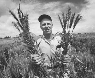 O engenheiro agrônomo dos EUA que 'fundou' a Revolução verde e 'alimentou' a Índia e o Paquistão
