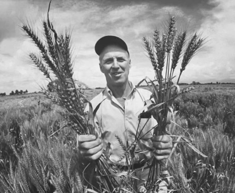 Borlaug: pesquisador dedicou grande parte de sua carreira ao melhoramento genético do trigo, inicialmente no México e depois colaborando com cientistas de diversos países, como Índia e Paquistão (Encyclopaedia Britannica)/Divulgação)