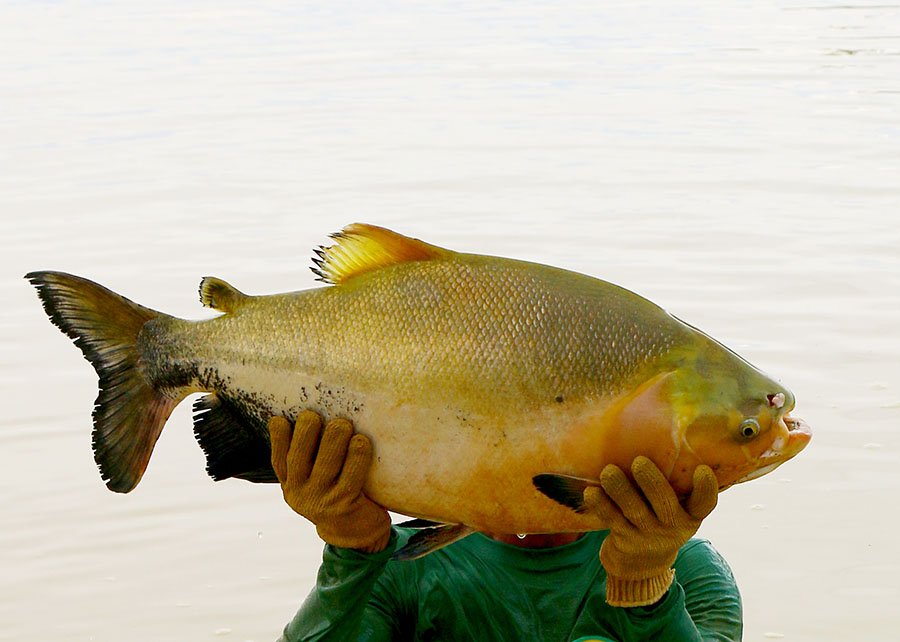 O peixe nativo mais produzido no Brasil — e que movimenta mais de R$ 1 bilhão por ano