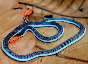 'Encantadora', cobra coral azul é uma das mais perigosas do mundo