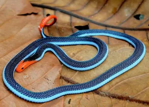 Imagem referente à matéria: 'Encantadora', cobra coral azul é uma das mais perigosas do mundo
