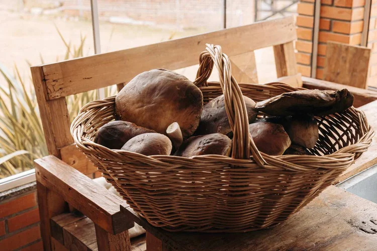 Porcini: um dos cogumelos mais importantes para a gastronomia (Juliana Primon/Divulgação)