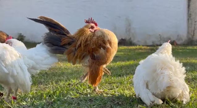 Menor galinha do mundo tem ovos a R$ 3 mil e é criada como pet