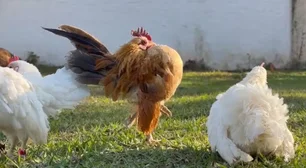 Imagem referente à matéria: Menor galinha do mundo tem ovos a R$ 3 mil e é criada como pet